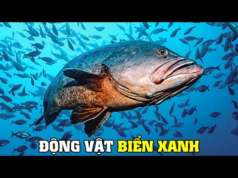 Video: Bức tranh kiệt tác hay bức chân dung tự họa? Buổi chụp ảnh sáng tạo của Andy Alcala