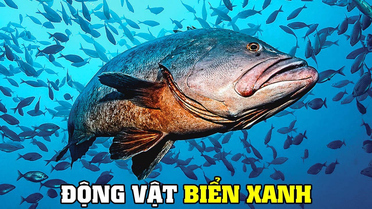 ⁣Những Cư Dân Của Biển Sâu [REPLAY] | Khám Phá Thế Giới Động Vật Hoang Dã