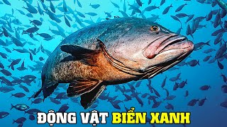 Những Cư Dân Của Biển Sâu [REPLAY] | Khám Phá Thế Giới Động Vật Hoang Dã