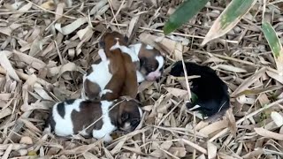 Hungry and cold, 4 newborn puppies lay on a pile of dry leaves, crying loudly for their mother