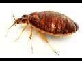 Bed Bug Residential Bed Bug Preparation By Abell Pest Control Bed Bug Residential Bed Bug Preparation By Abell Pest Control