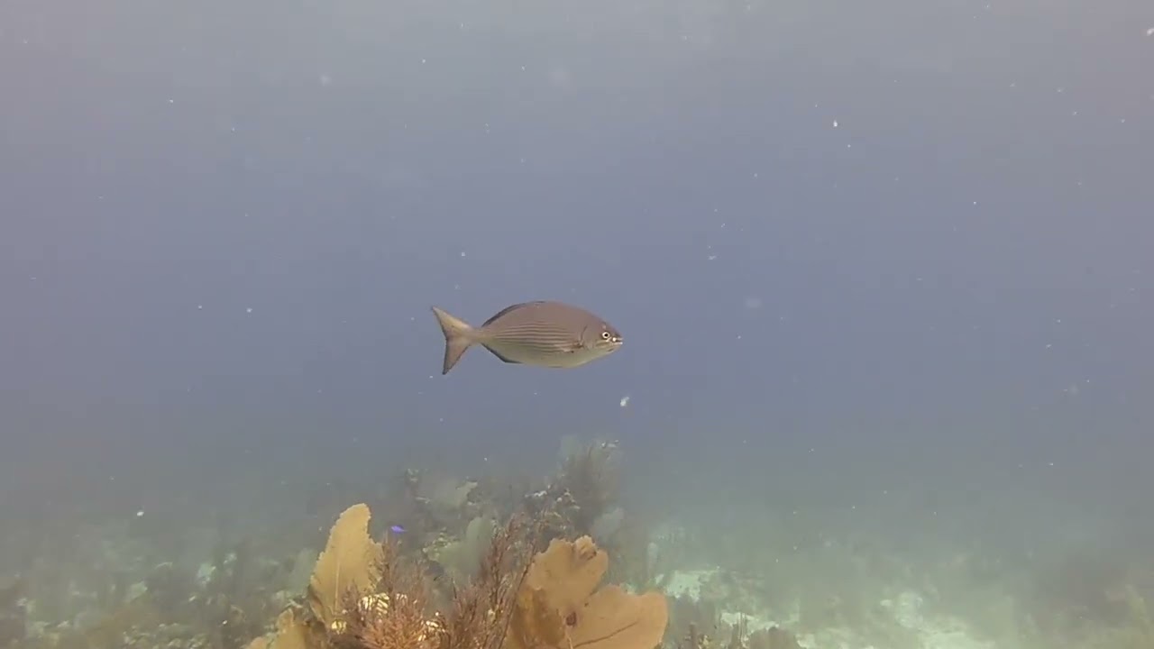 Scuba Diving Belize – Quebrada dive 1