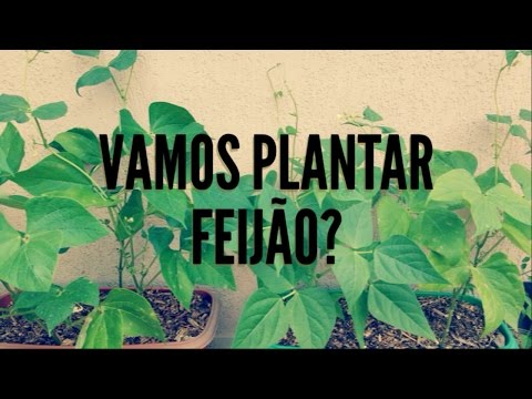 Vídeo: Informações do Feijão Pinto - Dicas sobre o cultivo do Feijão Pinto