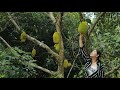 Pick Jack Fruit On The Mountain Farm For Cooking Squid | Sros Yummy Cooking Vlogs