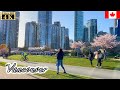🇨🇦【4K】Vancouver Spring Walk -  Seaside Walk from Quayside Marina (March 2021)