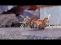 Mechanical CGI Robot-Spider Animation Prototype