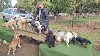Wednesday Pack - 24.04.2024 - Doggy Daycare Warrnambool by Doggy Daycare Warrnambool 808 views 9 days ago 4 minutes, 44 seconds