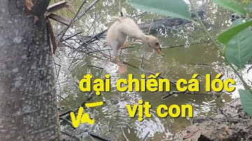 Nhắp cá lóc bằng vịt  #| cuộc đại chiến giữa cá lóc và vịt con || Phương fishing , hunting trap
