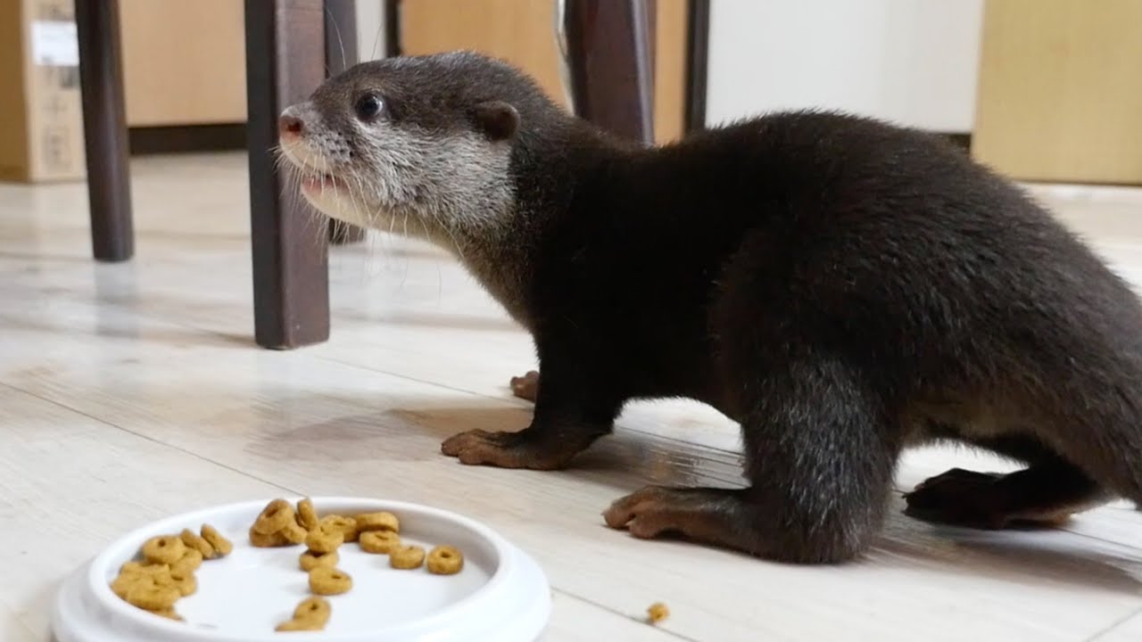 カリカリフードを美味しそうに食べる赤ちゃんカワウソのビンゴ