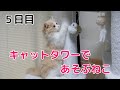 キャットタワーで遊ぶ猫がこちらです