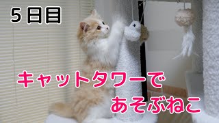 キャットタワーで遊ぶ猫がこちらです