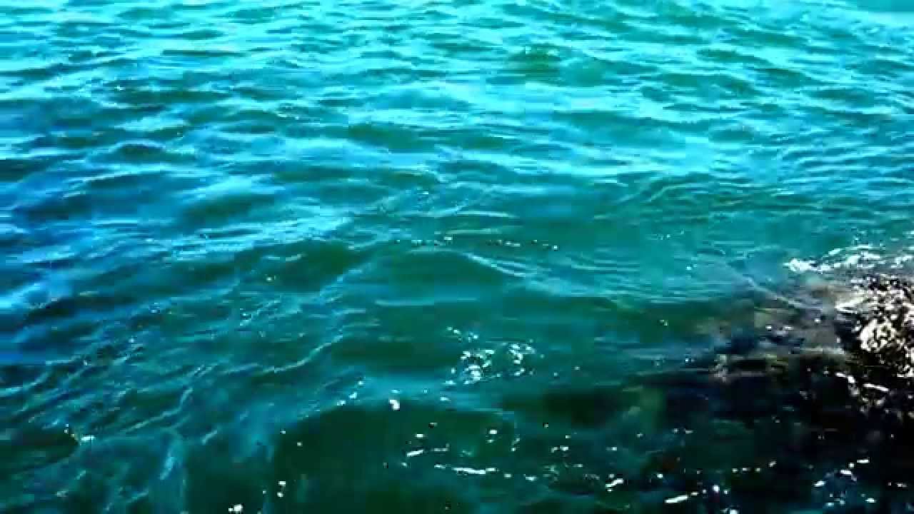 Lure Fishing for Bass in Wales © Phil Holden Photography T. 01792