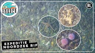 Expeditie Noordzee Rif | Radio | Vroege Vogels