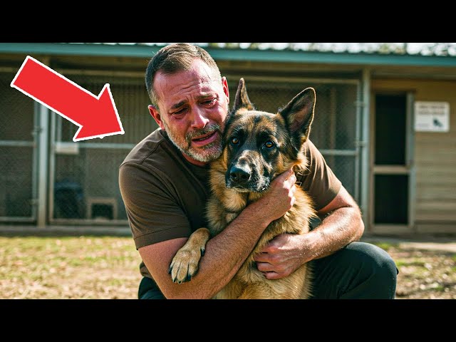 German Shepherd At Shelter Collapsed In Tears When He Saw Who Was Standing  Before Him - YouTube