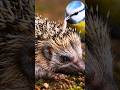 OMG😱🪱🐦A cute bird is eating insects from a hedgehog's wound#hedgehog#cute#bird#viralshorts#wildlife