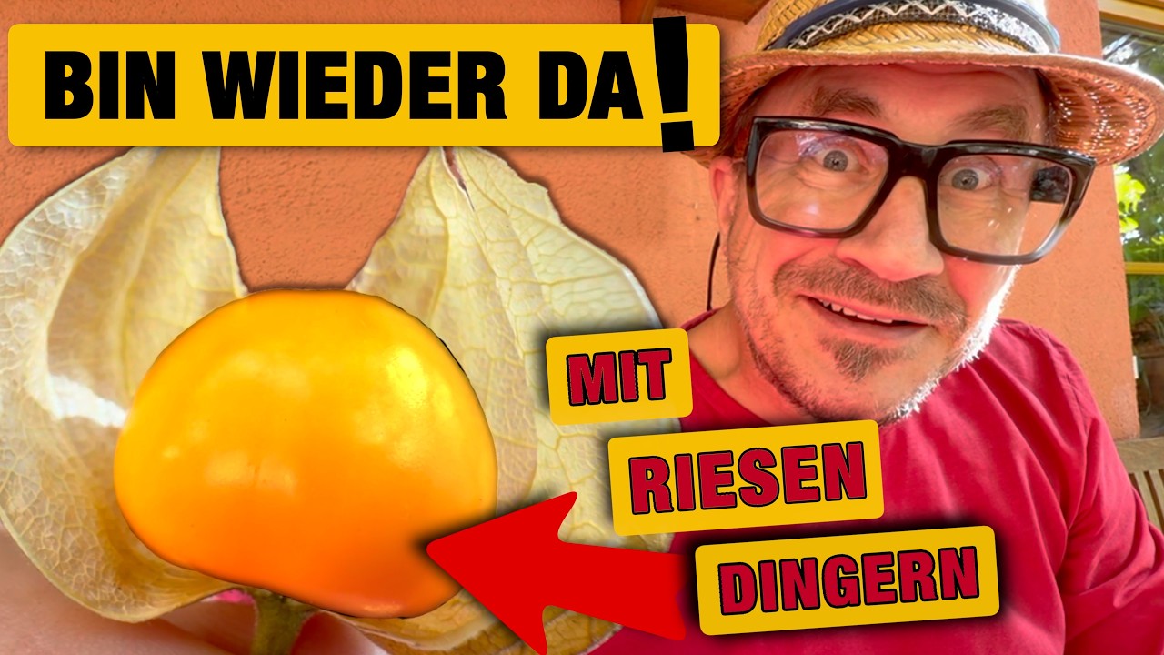 Goldenen Riesen ernten | Pilzvergiftung | Hühner füttern und die schlechteste Tomatenernte EVER