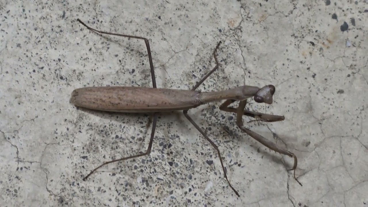 棕靜螳(學名:Statilia maculata),在台灣常被俗稱為棕污斑螳、小螳螂或台語的「棕色細草猴」 縮圖