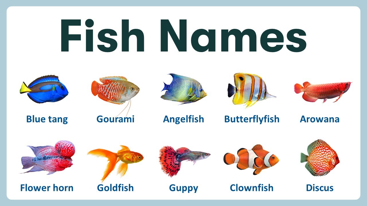 Fish Names - Explore List of 20+ Fish Names in English