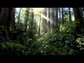 Chillstep dubstep forest mix