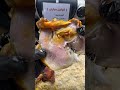 مندي لحم مطاعم البحرين السعودية ترند اكسبلور Food خلطات وصفات سريعة مطاعم مندي اليمن 