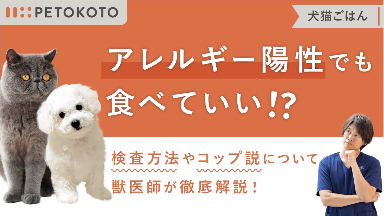 犬の【食物アレルギーテスト】は注意が必要？原因やドッグフードの選び方を獣医師が解説 YouTube