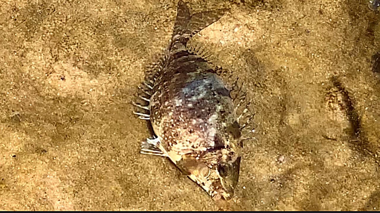 very tasty and healthy fish from the sea - aras (rabbit fish) - YouTube