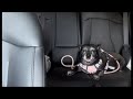 Hi I’m Bear Bears Ep. 11: Found Nuts at The Dog Park!