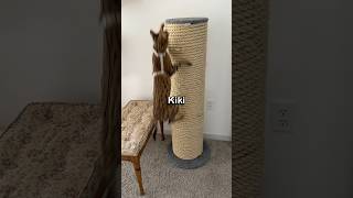 She Thought She Could Escape