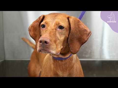 The Beautiful Hungarian Vizsla