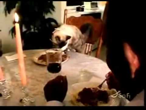 Cat eats with fork and chopsticks