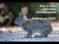 Как я спас дикого кролика Калифорнии Джигит из США