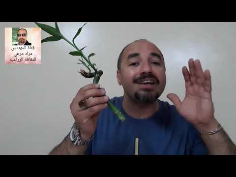 فيديو: هل يمكنك تقليم نباتات الخيزران المحظوظة - تعرف على Dracaena Lucky Bamboo Pruning