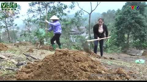 Hướng dẫn kỹ thuật trồng quế (quế bì, Cinnamomum cassia)