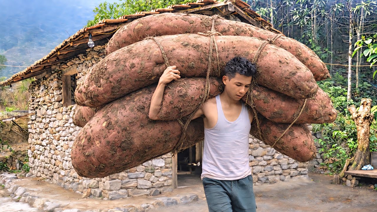 Exploring the Wild Forest: Digging Up Giant Wild Cassava, Building a Sturdy Stone Shelter