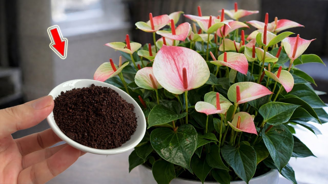 Просто кофе! Бутоны антуриума распускаются мгновенно и цветут круглый год!