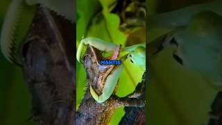 The praying mantis: One of the deadliest insect. #shorts #insects #prayingmantis