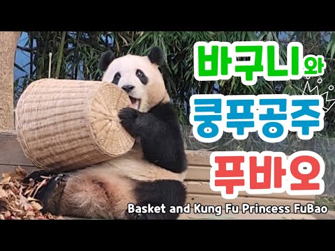 [에버랜드 판다 푸바오]❤바구니와 쿵푸공주 푸바오💕(feat. 바구니를 보면 쿵푸본능이 살아나) Basket and Kung Fu Princess FuBao❤