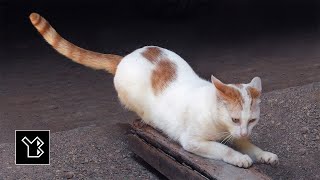 Cat photos from Sri Lanka, taken with Nikon COOLPIX P1000 - video 1 screenshot 3