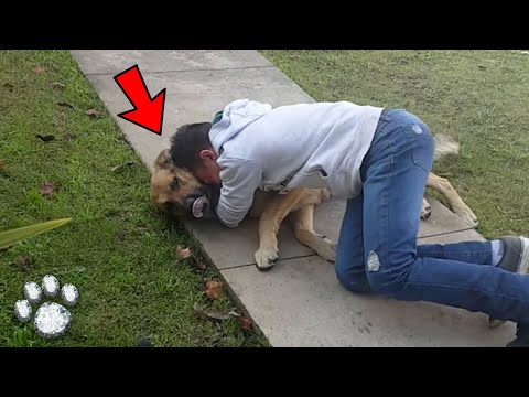 Video: Kā pārtraukt savu suni no durvīm