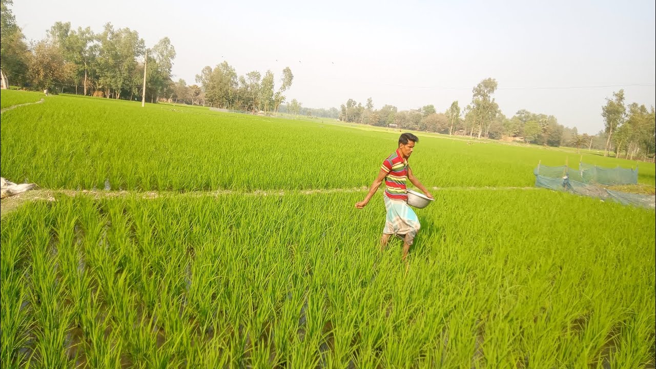 ✅ধানের জমিতে সার প্রয়োগ কৃষকের মুখ থেকে শুনে আসি ✅#agriculture #trendingvideo #foryou 