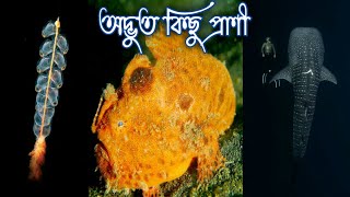 অদ্ভুত কিছু প্রাণী | Advut Kichu Prani | হদিস
