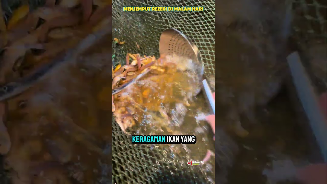 Panen Ikan Malam Hari Tradisi dan Keberlanjutan #shortvideo #fishing #faktamenarik