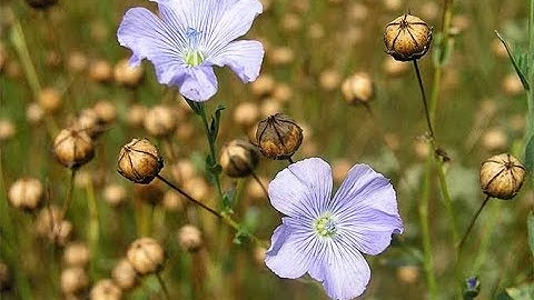 Rudiger Roll Flax - How to Process Flax for Primitive Fire Making  - All Natural Fire Roll
