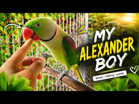 My Alexandrine Parrot Talks Back To Me! 😲🦜