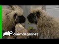 Porcupines Meet For The First Time! | The Zoo