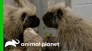 Porcupines Meet For The First Time! | The Zoo