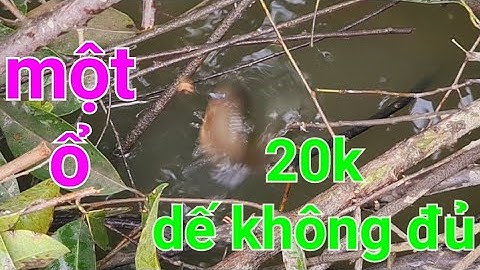 câu cá rô đồng, cận cảnh cá táp mồi thật hấp dẫn @TAMCARO