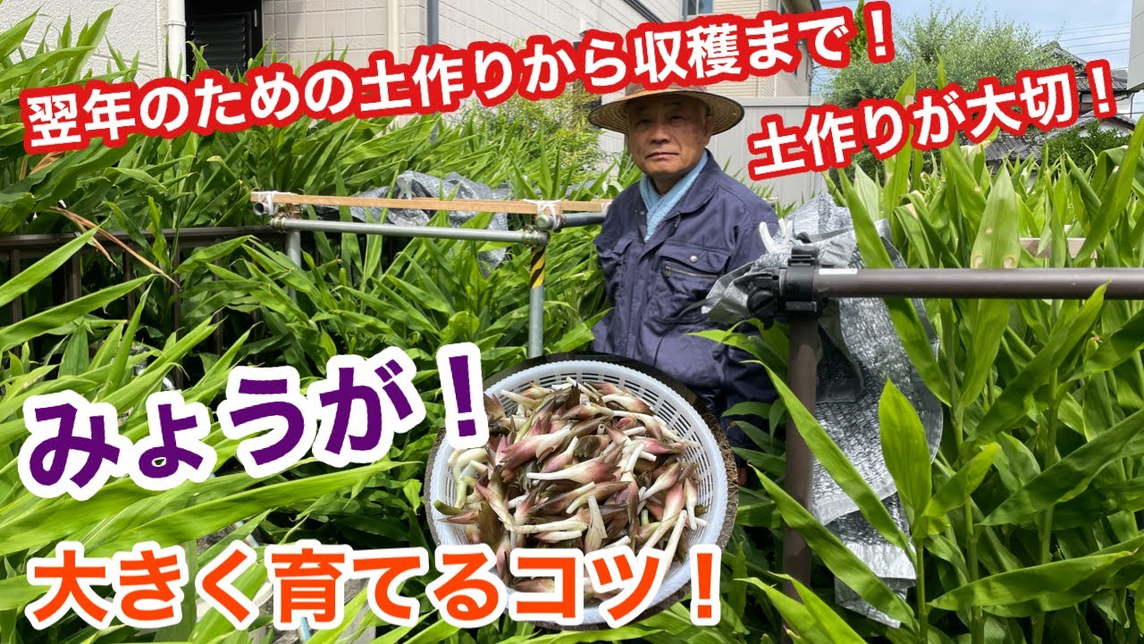 みょうがを大きく育てるコツ！長年の経験から分かったこと！翌年のための土作りから収穫まで！土作りが大切です！