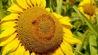 Bee Collects Pollen Stock Video
