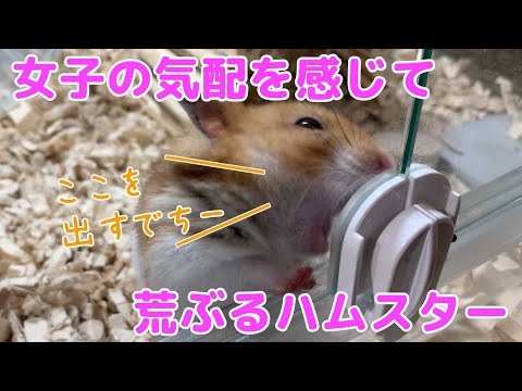 女子の気配を感じ、荒ぶれるかわいいハムスター